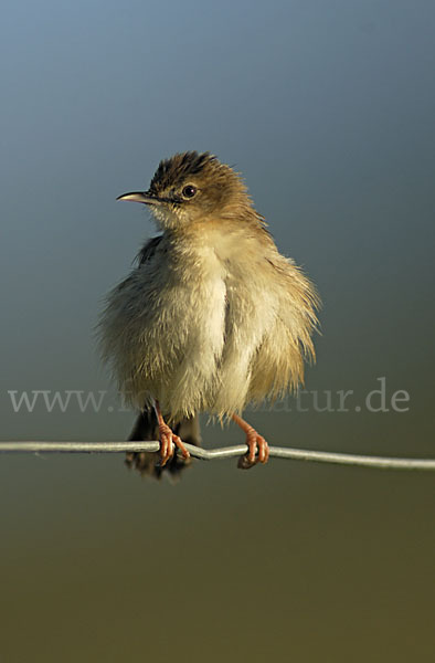 Cistensänger (Cisticola juncidis)