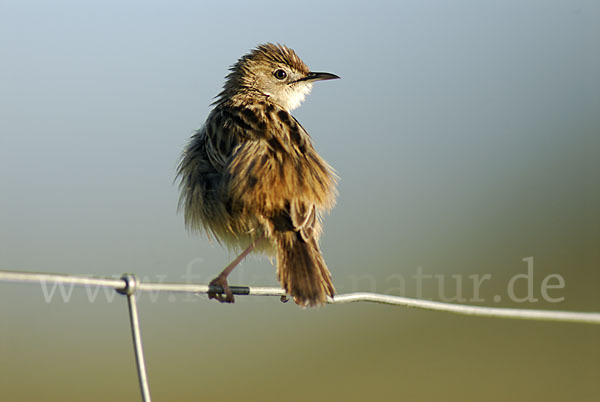 Cistensänger (Cisticola juncidis)