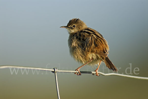 Cistensänger (Cisticola juncidis)