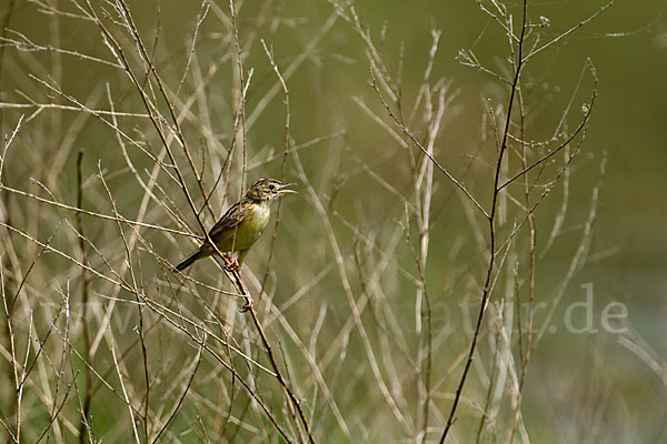 Cistensänger (Cisticola juncidis)