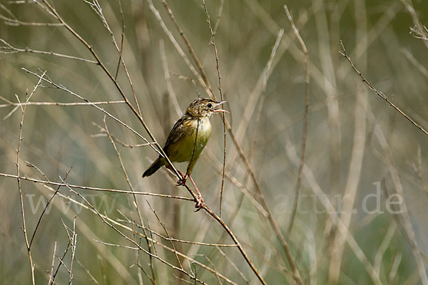 Cistensänger (Cisticola juncidis)