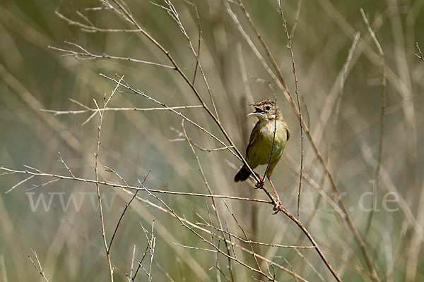 Cistensänger (Cisticola juncidis)