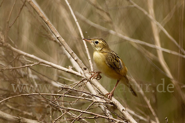 Cistensänger (Cisticola juncidis)