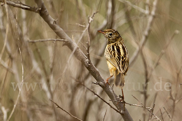 Cistensänger (Cisticola juncidis)