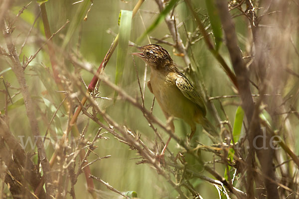 Cistensänger (Cisticola juncidis)