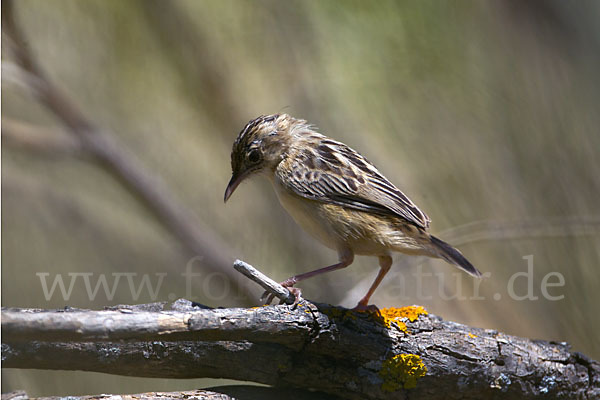 Cistensänger (Cisticola juncidis)