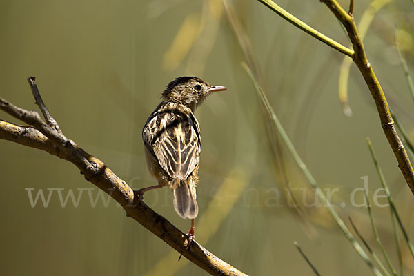 Cistensänger (Cisticola juncidis)