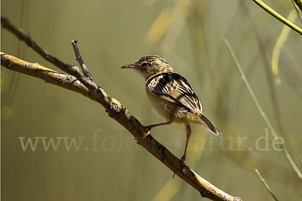 Cistensänger (Cisticola juncidis)