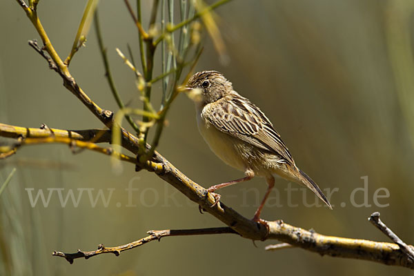 Cistensänger (Cisticola juncidis)