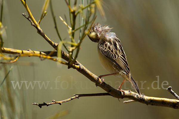 Cistensänger (Cisticola juncidis)