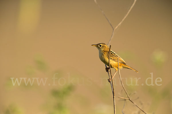 Cistensänger (Cisticola juncidis)