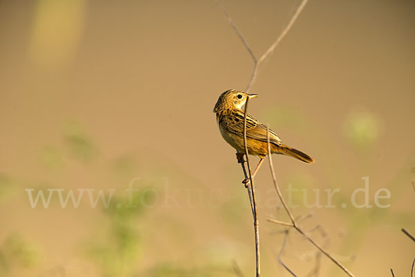 Cistensänger (Cisticola juncidis)