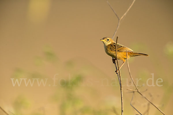 Cistensänger (Cisticola juncidis)