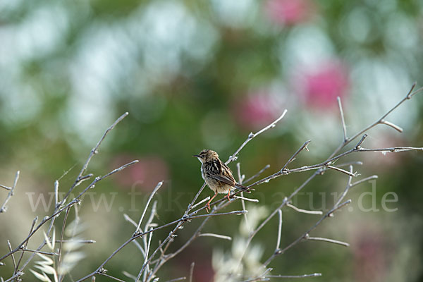 Cistensänger (Cisticola juncidis)