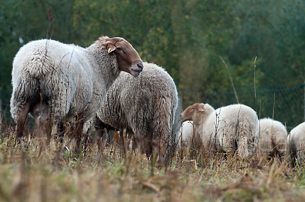 Coburger Fuchsschaf (Ovis gmelini aries sspec.4)