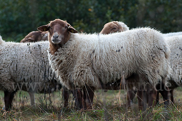Coburger Fuchsschaf (Ovis gmelini aries sspec.4)