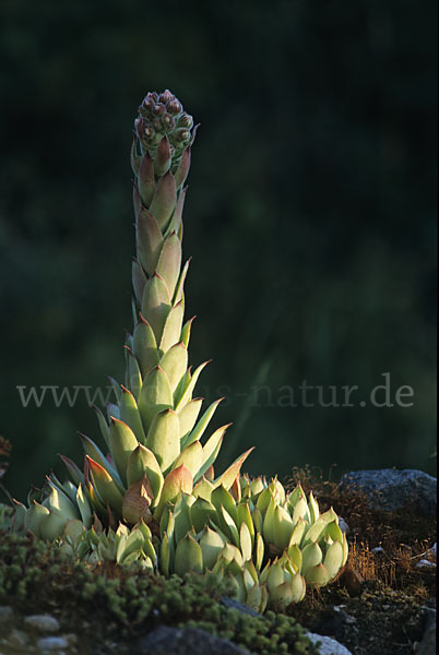 Dach-Hauswurz (Sempervivum tectorum)