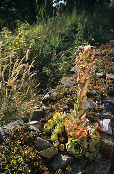 Dach-Hauswurz (Sempervivum tectorum)