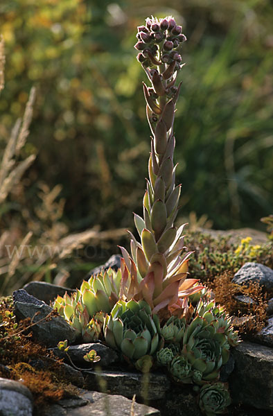 Dach-Hauswurz (Sempervivum tectorum)