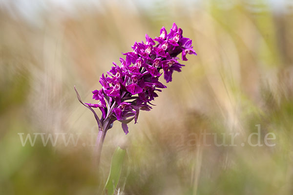 Dactylorhiza purpurella (Purpurrotes Knabenkraut)