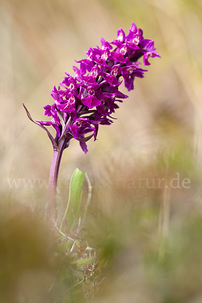 Dactylorhiza purpurella (Purpurrotes Knabenkraut)