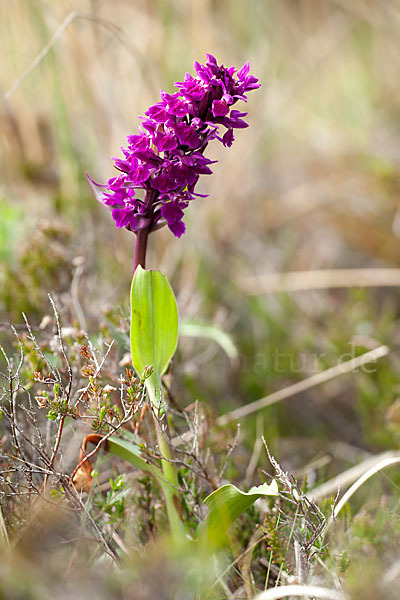 Dactylorhiza purpurella (Purpurrotes Knabenkraut)