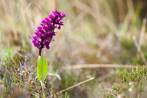 Dactylorhiza purpurella (Purpurrotes Knabenkraut)