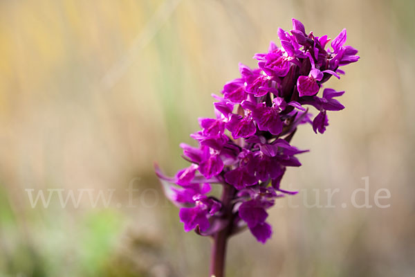 Dactylorhiza purpurella (Purpurrotes Knabenkraut)