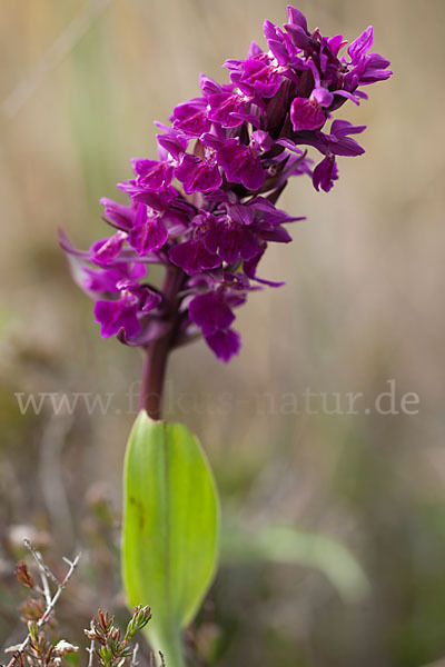 Dactylorhiza purpurella (Purpurrotes Knabenkraut)