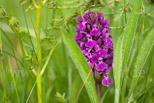 Dactylorhiza purpurella (Purpurrotes Knabenkraut)