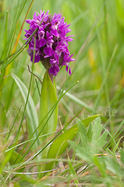 Dactylorhiza purpurella (Purpurrotes Knabenkraut)