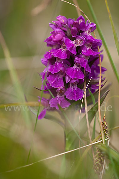 Dactylorhiza purpurella (Purpurrotes Knabenkraut)