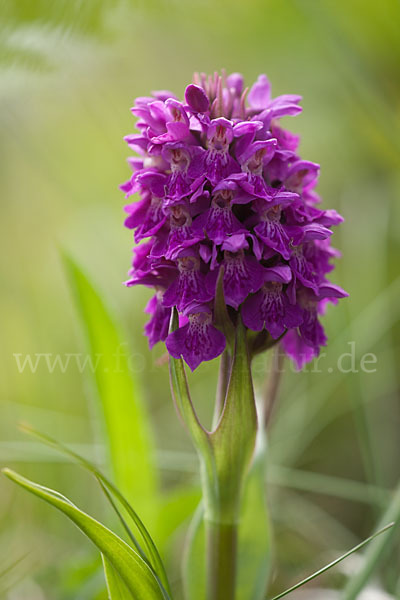 Dactylorhiza purpurella (Purpurrotes Knabenkraut)