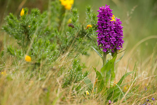 Dactylorhiza purpurella (Purpurrotes Knabenkraut)