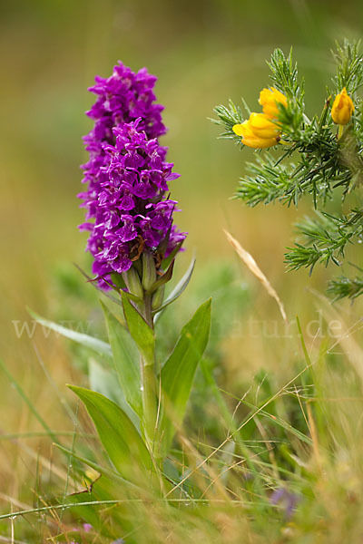 Dactylorhiza purpurella (Purpurrotes Knabenkraut)