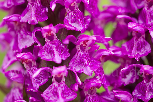 Dactylorhiza purpurella (Purpurrotes Knabenkraut)