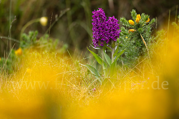 Dactylorhiza purpurella (Purpurrotes Knabenkraut)