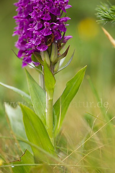 Dactylorhiza purpurella (Purpurrotes Knabenkraut)