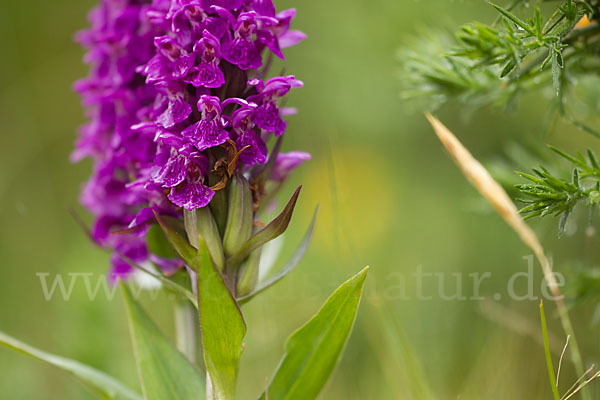 Dactylorhiza purpurella (Purpurrotes Knabenkraut)