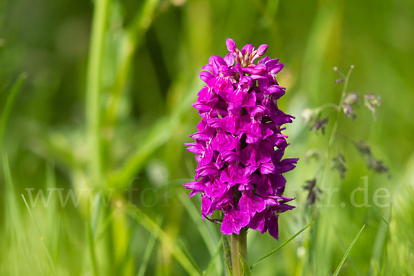 Dactylorhiza purpurella (Purpurrotes Knabenkraut)