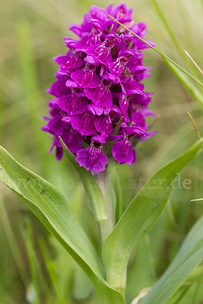 Dactylorhiza purpurella (Purpurrotes Knabenkraut)