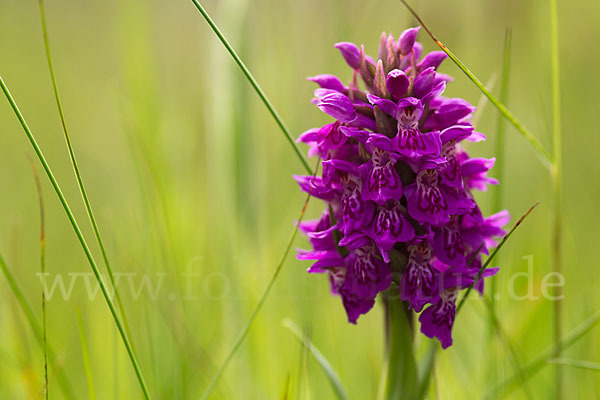 Dactylorhiza purpurella (Purpurrotes Knabenkraut)