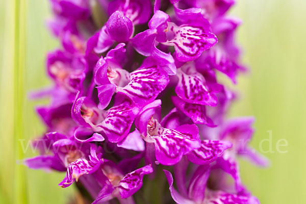 Dactylorhiza purpurella (Purpurrotes Knabenkraut)