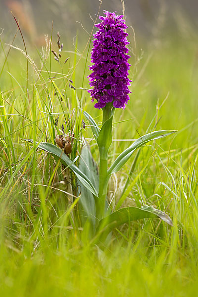 Dactylorhiza purpurella (Purpurrotes Knabenkraut)