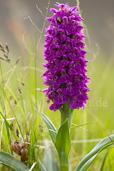 Dactylorhiza purpurella (Purpurrotes Knabenkraut)