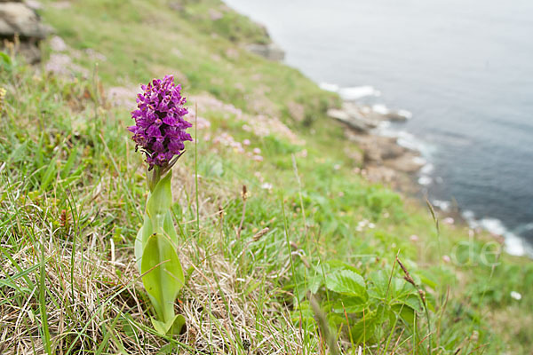 Dactylorhiza purpurella (Purpurrotes Knabenkraut)