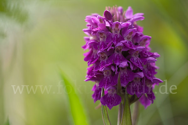 Dactylorhiza purpurella (Purpurrotes Knabenkraut)