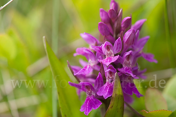 Dactylorhiza purpurella (Purpurrotes Knabenkraut)