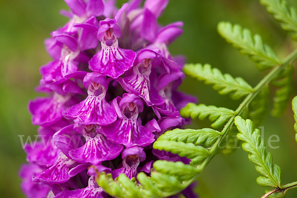 Dactylorhiza purpurella (Purpurrotes Knabenkraut)