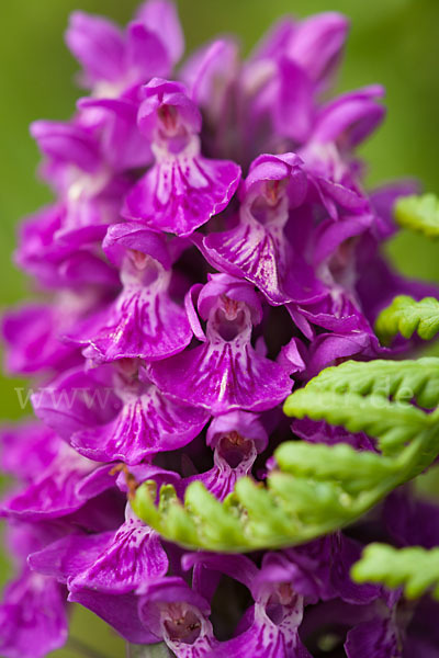 Dactylorhiza purpurella (Purpurrotes Knabenkraut)